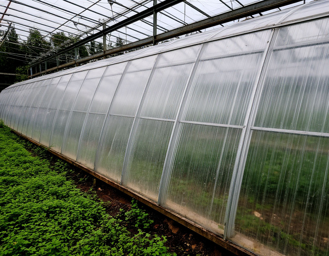 Как бороться с плесенью в теплице