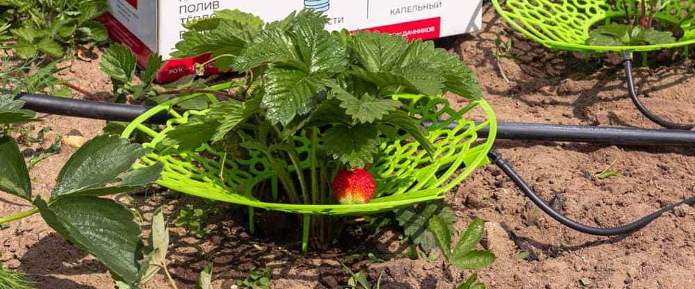 Капельный полив ЖУК для клубники Капельный полив ЖУК для клубники