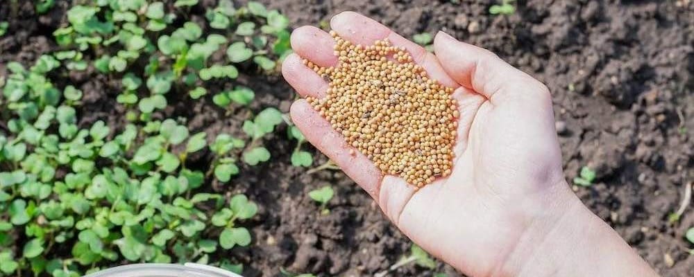 Посев сидератов Посев сидератов