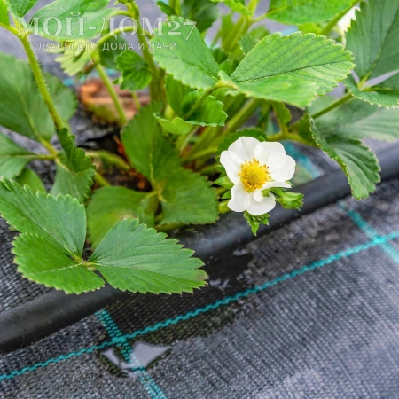 АгроТкань с колышками 1,05х10 метров | Мой-Дом27 | Используется для мульчирования грядок размером 1,05х10 метров и защиты почвы от пересыхания